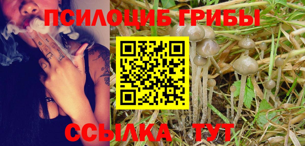 Грозный  Псилоцибиновые грибы мицелий  Галлюциногенные грибы Psilocybe  Вход с VPN 