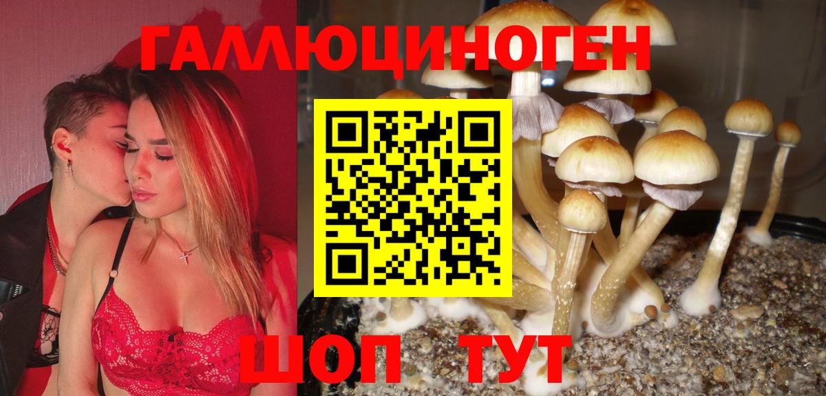 где продают   Псилоцибиновые грибы Magic Shrooms  Грозный  Псилоцибиновые грибы Psilocybe 